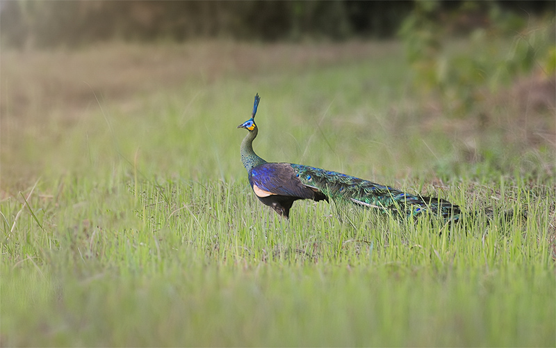 Green Peafowl (Pavo muticus) at Cat Tien Birding Trails - Southern Vietnam. Photo by: Phuc Le - Vietnam Bird Photography Tours - Vietbirdphototours.com
